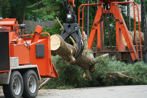 Leaf Removal Services in Artesia, NM